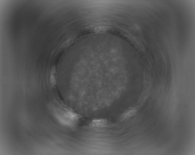X0000070170240200605261204