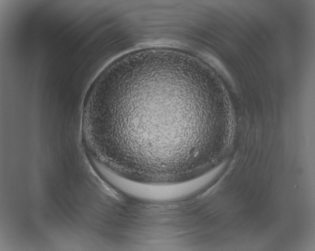 X0000070171228200605261147