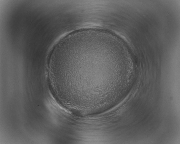 X0000070171363200605261145