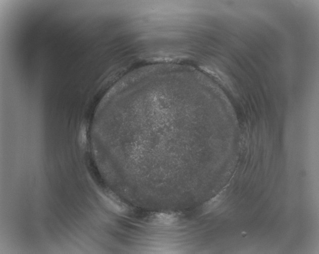 X0000070170166200606162105