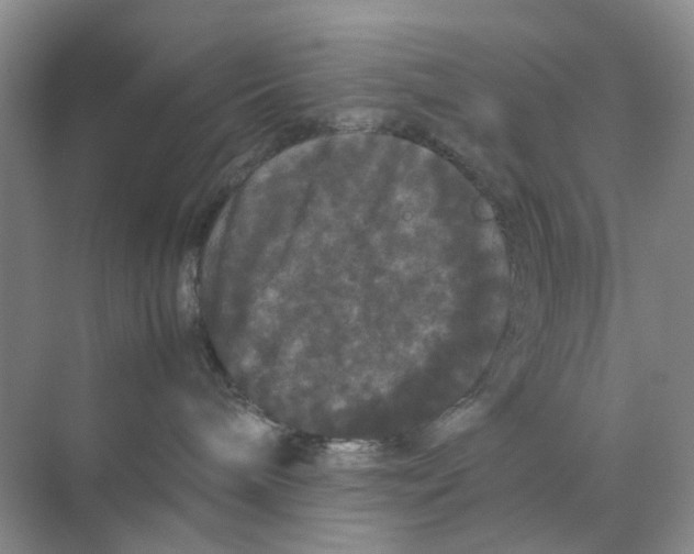 X0000070170240200606162104