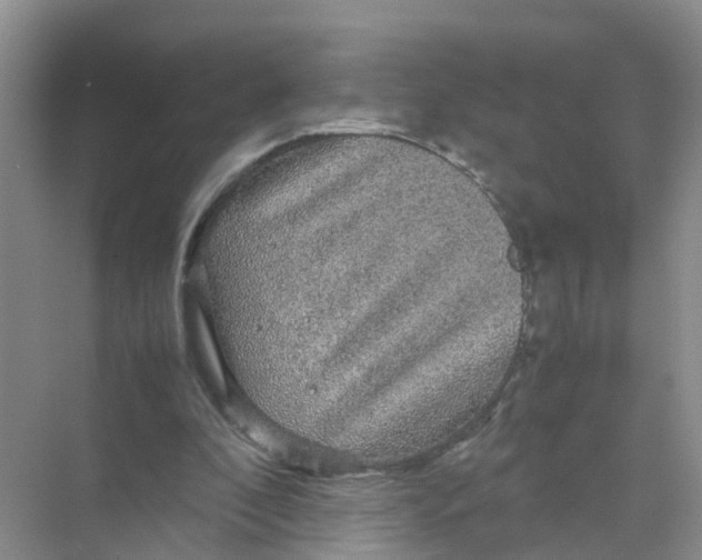 X0000070170296200606162103