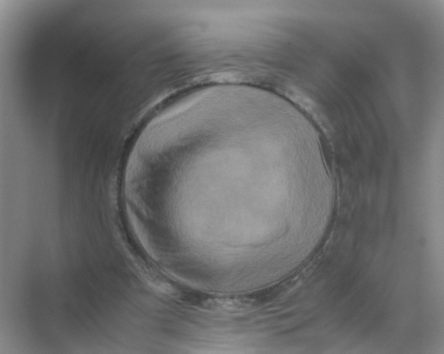 X0000070170297200606162103