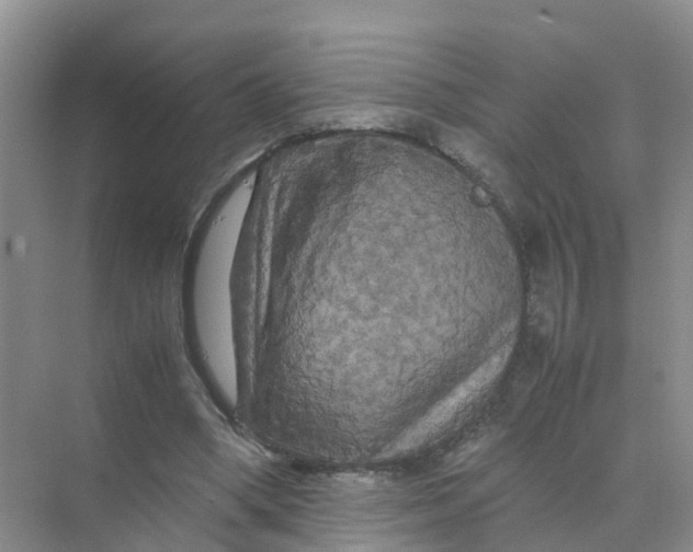 X0000070170394200606162101