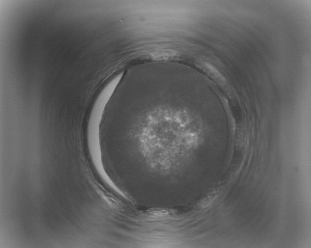 X0000070170405200606162101