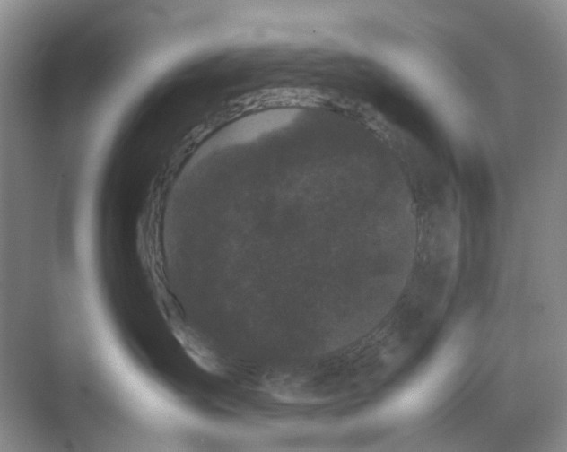 X0000070170431200606162101