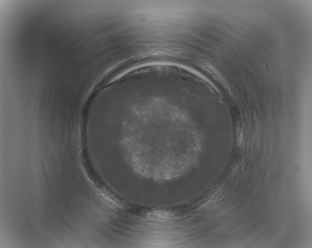 X0000070170444200606162100