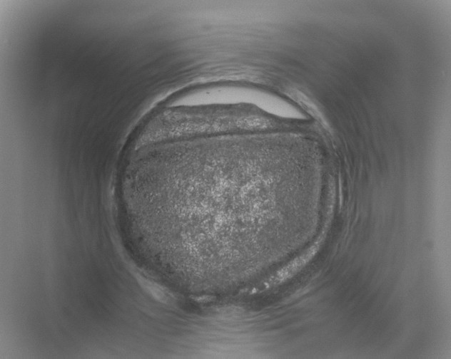 X0000070170483200606162100