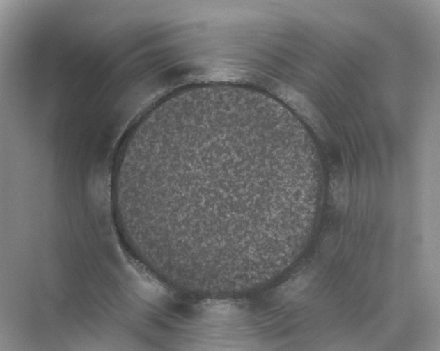 X0000070170534200606162058