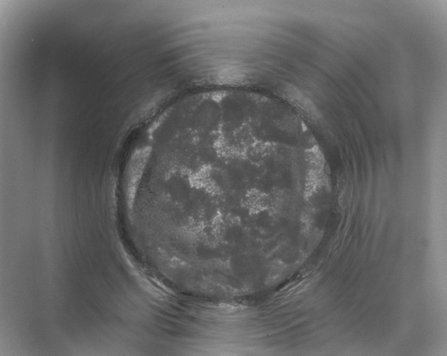 X0000070170542200606162058