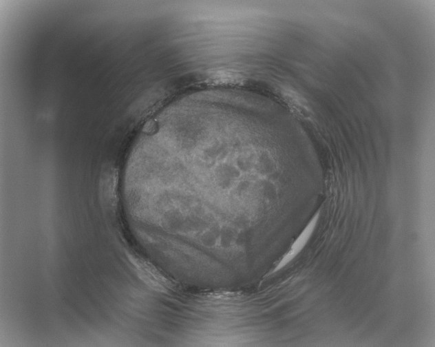 X0000070170550200606162059