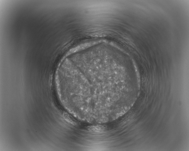 X0000070170652200606162057