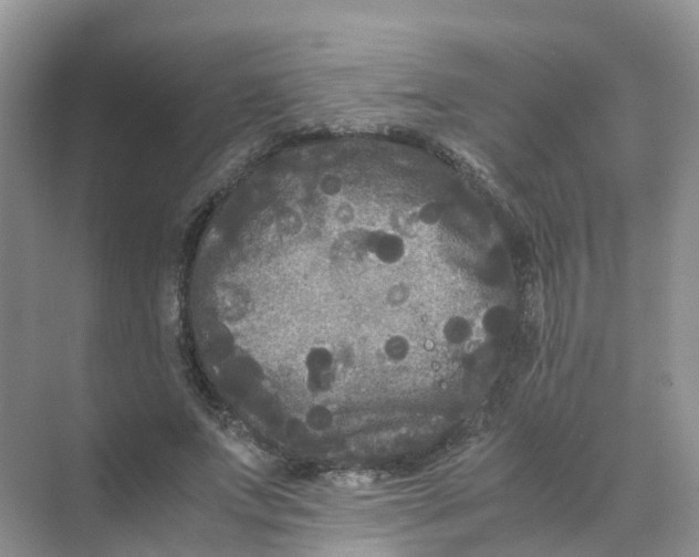 X0000070170687200606162056