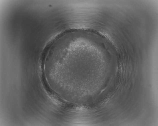 X0000070170688200606162056