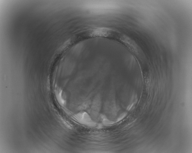 X0000070170729200606162055