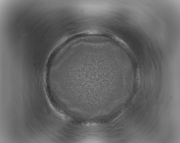 X0000070170730200606162055