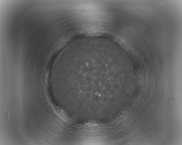 X0000070170742200606162055