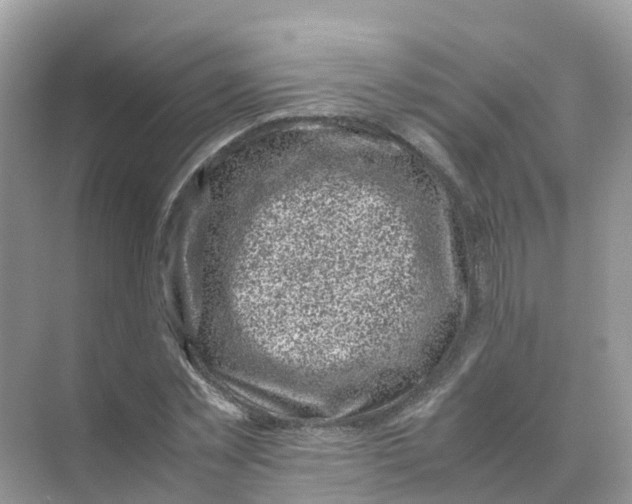 X0000070170781200606162055