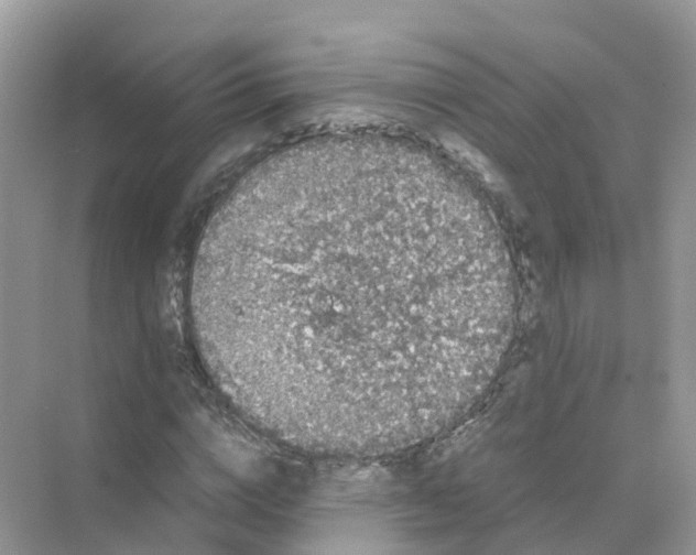 X0000070170824200606162053