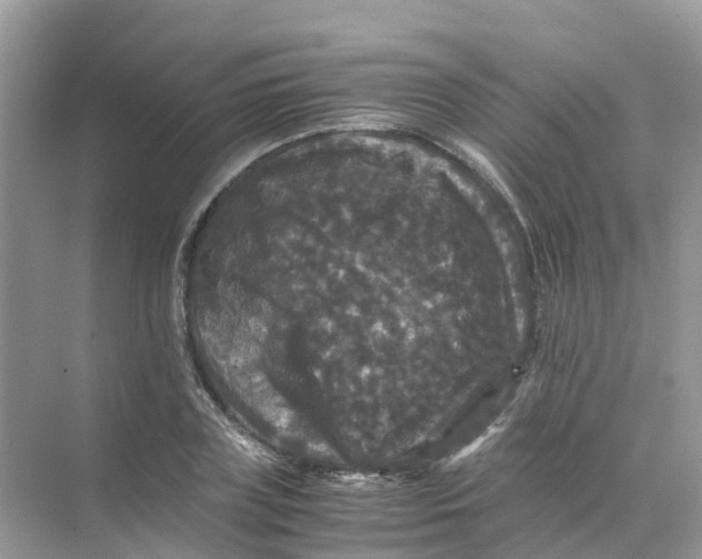 X0000070170835200606162054