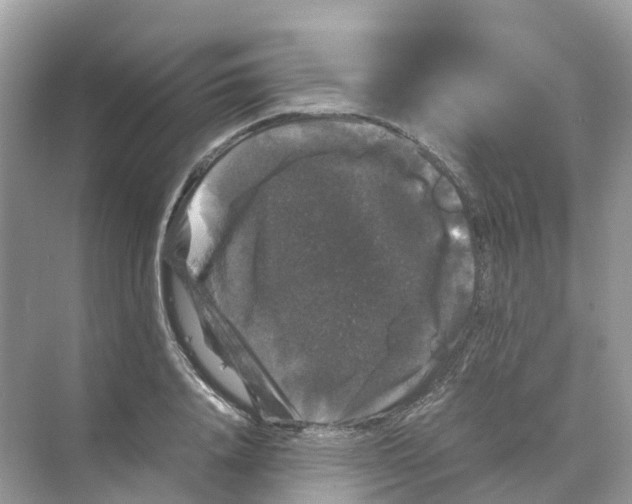 X0000070170840200606162054