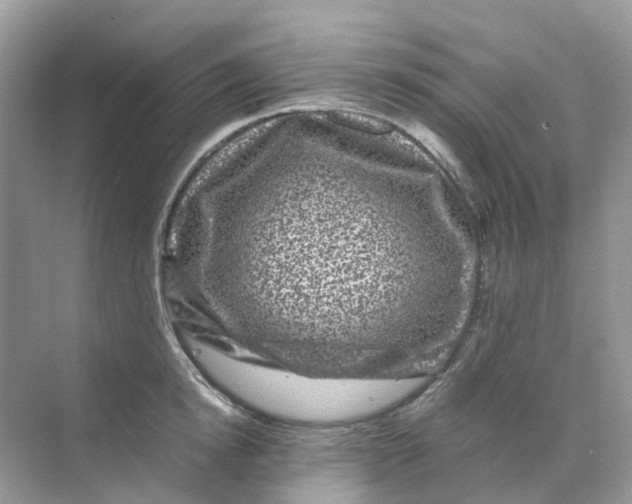 X0000070170854200606162054