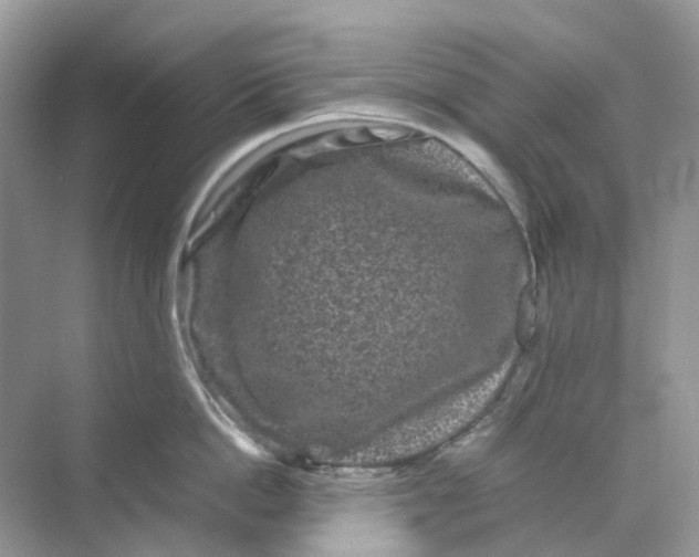 X0000070170862200606162054