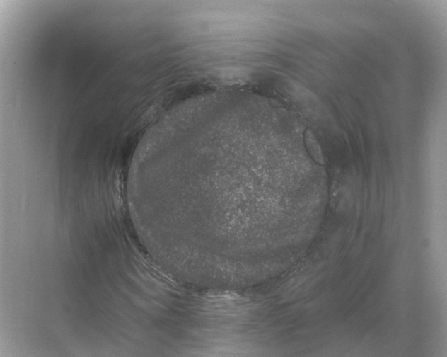 X0000070170866200606162053