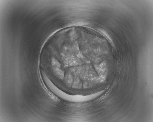 X0000070170948200606162052