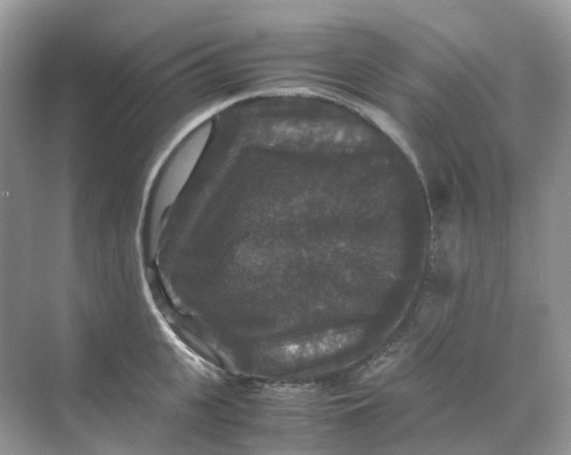 X0000070170951200606162052