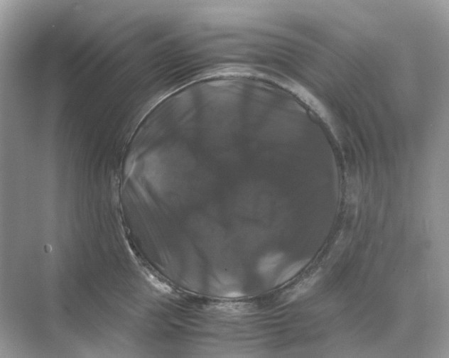 X0000070170953200606162052