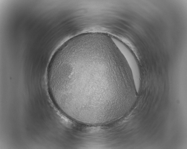 X0000070170990200606162051