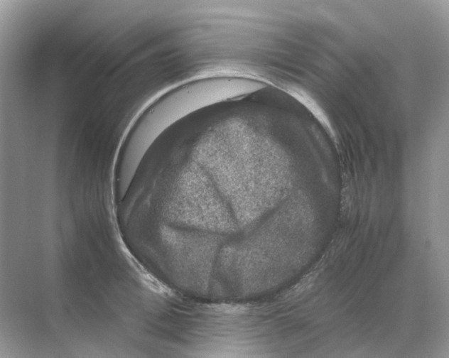 X0000070170996200606162051