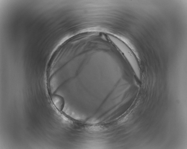 X0000070170998200606162051