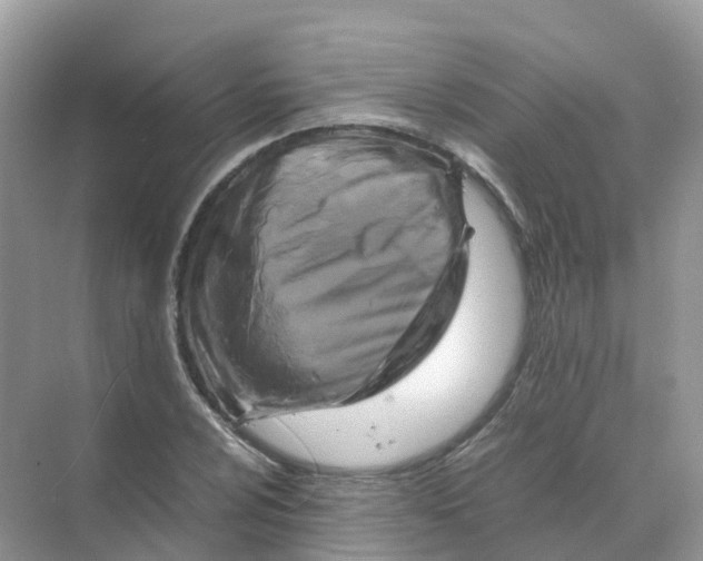 X0000070171024200606162050