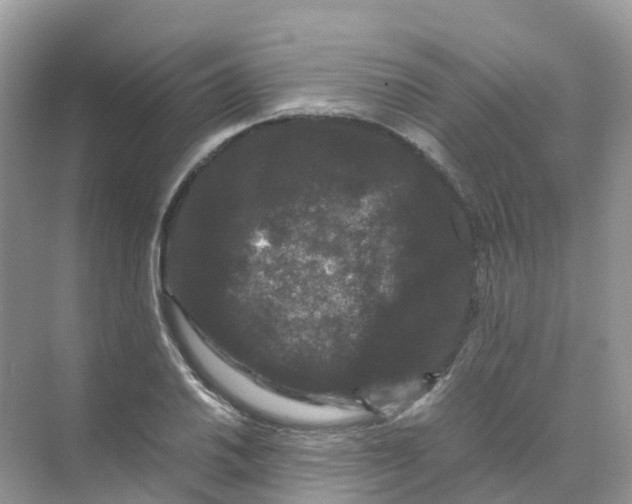 X0000070171030200606162050