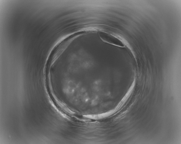 X0000070171045200606162051