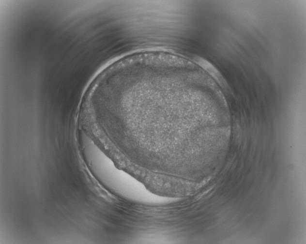 X0000070171052200606162051