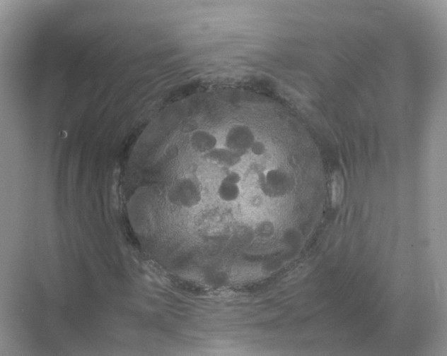 X0000070171059200606162050