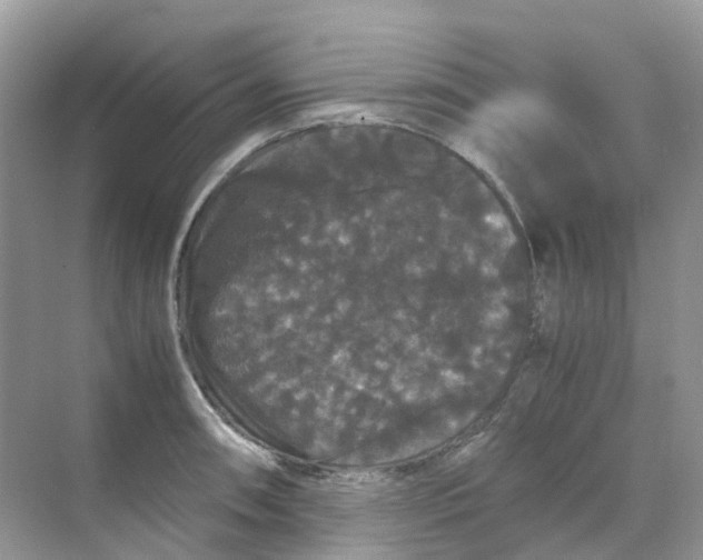 X0000070171090200606162049