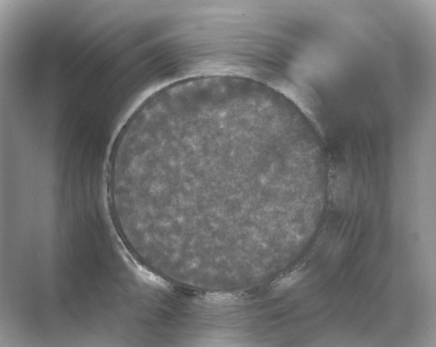 X0000070171094200606162049