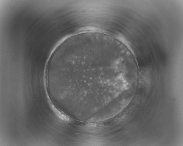 X0000070171098200606162049