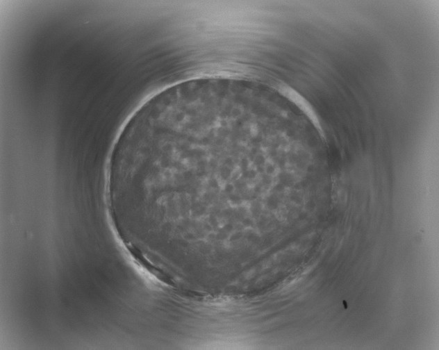 X0000070171099200606162049