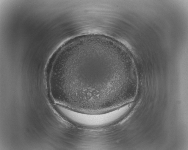 X0000070171118200606162049