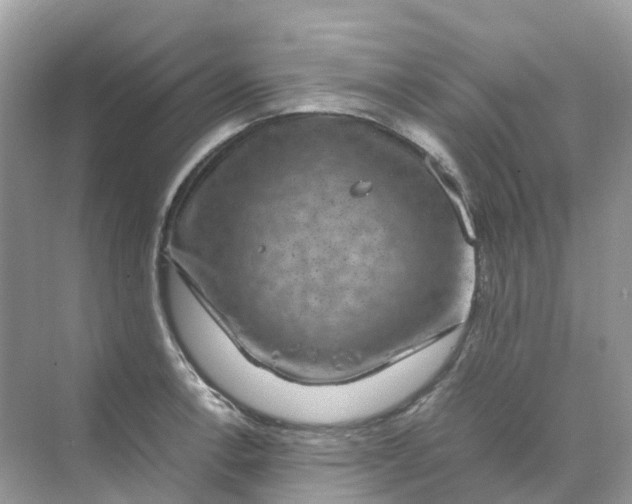 X0000070171138200606162049