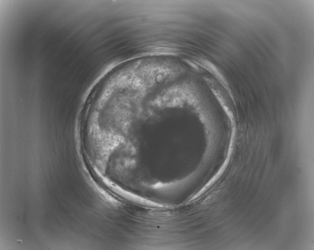 X0000070171243200606162048