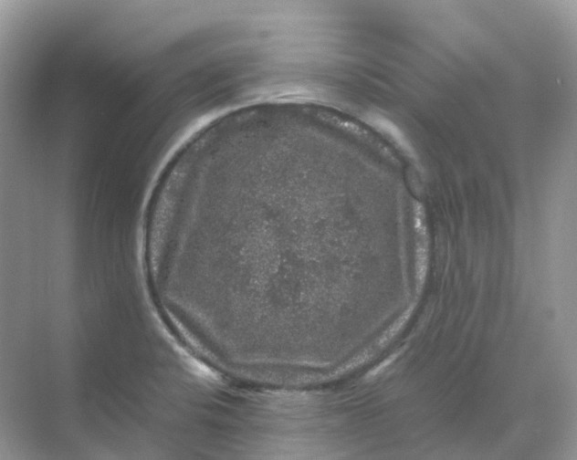 X0000070171424200606162044