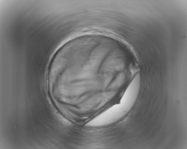 X0000070171522200606162043