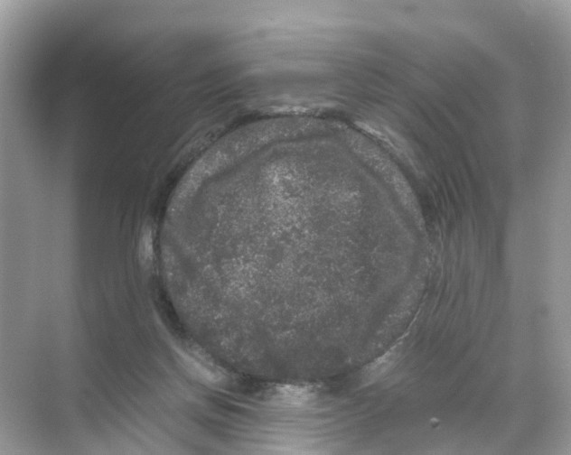 X0000070170166200606231930