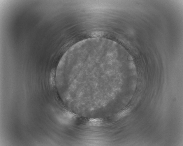 X0000070170240200606231929